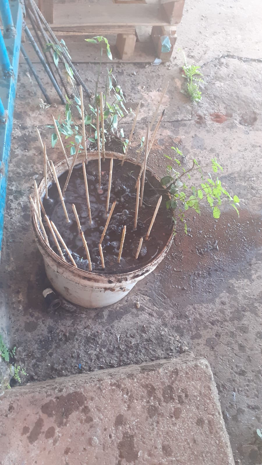 Protegendo plantinhas de fezes de animais com espetinhos de churrasco