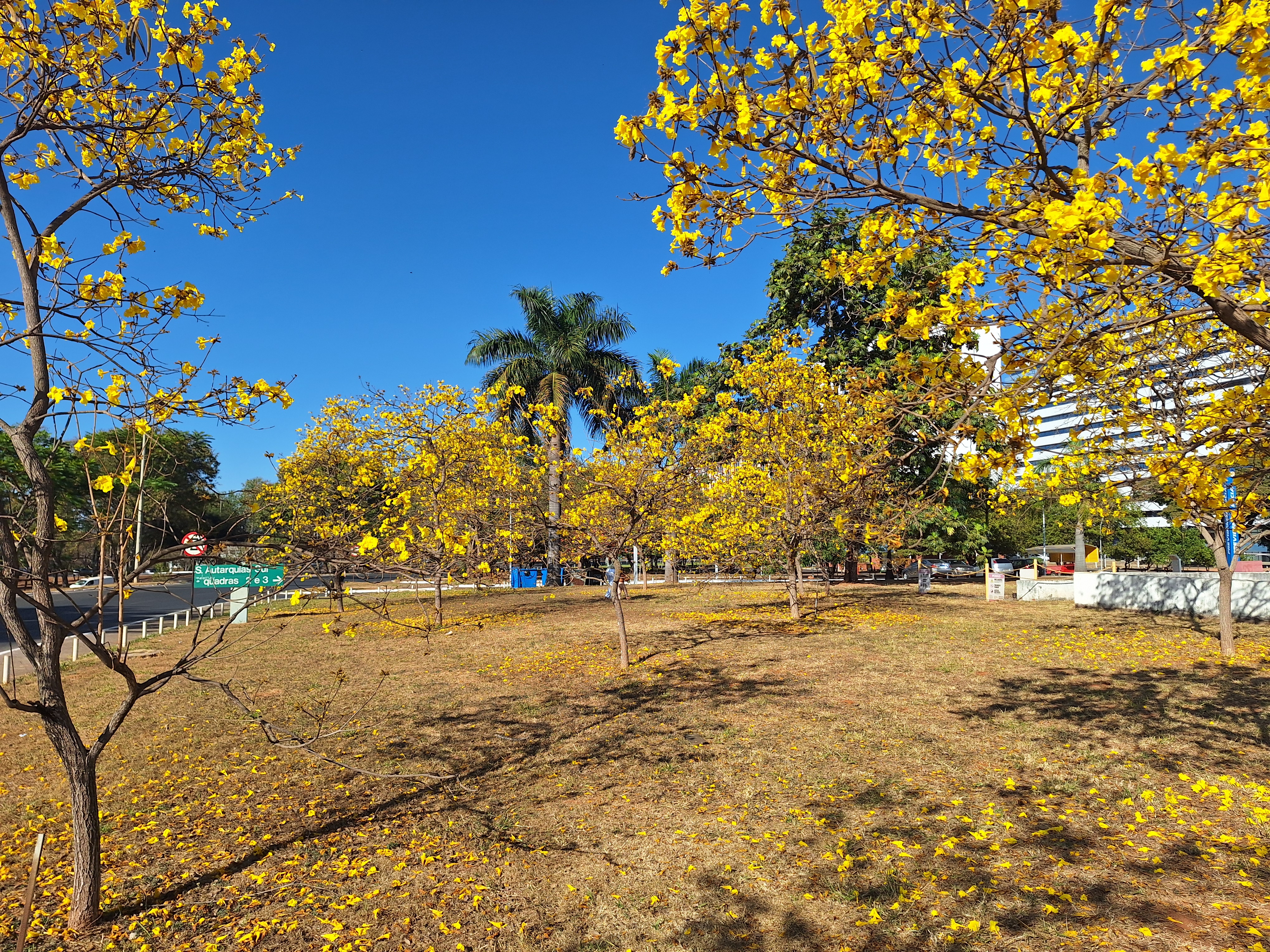 Vista da floração de  Ipês em Brasília